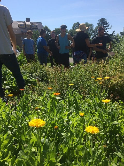 pollinator garden